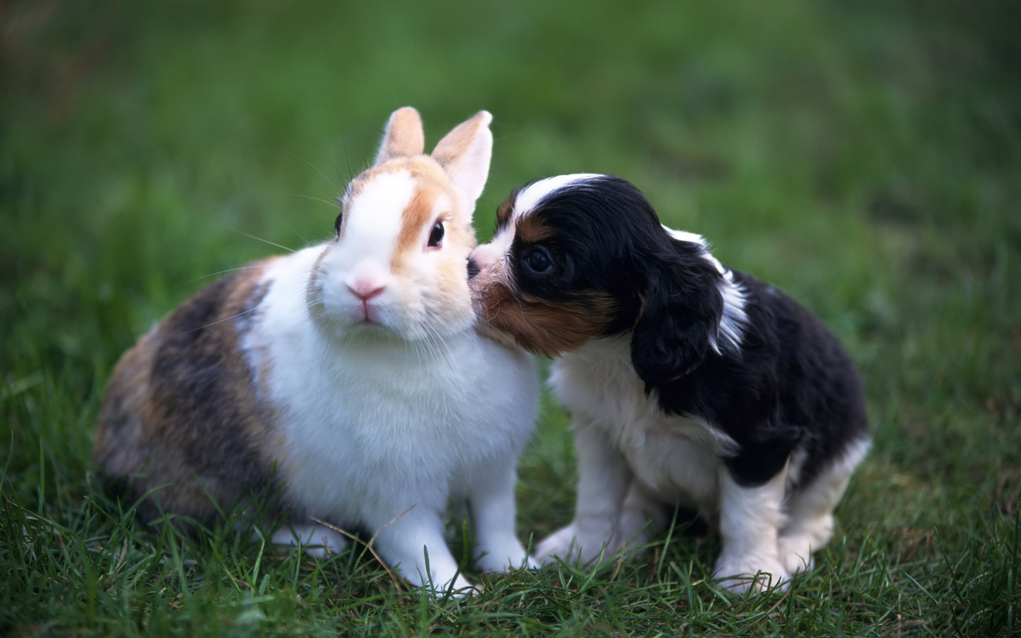 I a pet rabbit. Домашние питомцы. Красивые домашние животные. Милые кролики. Милые питомцы.
